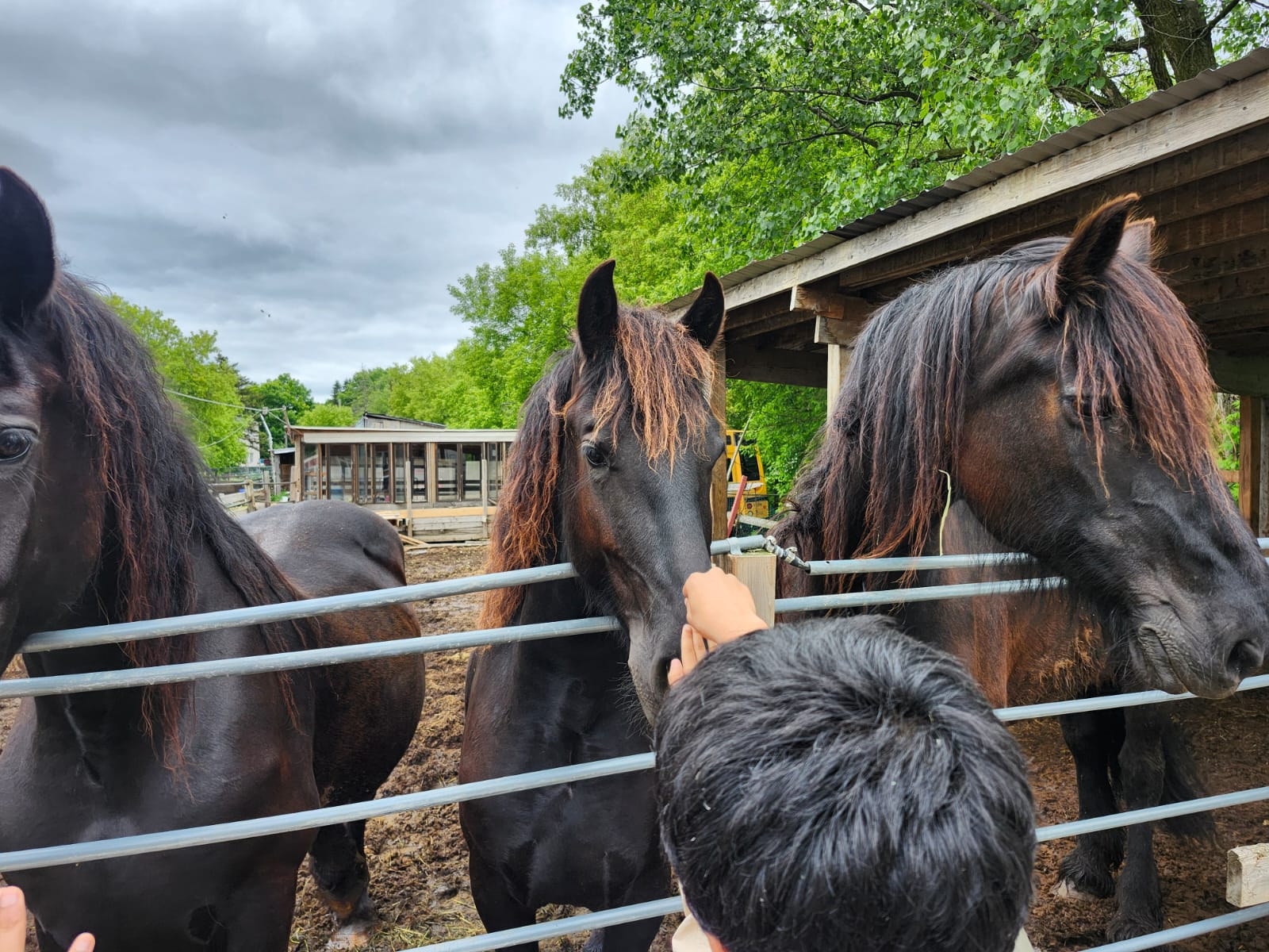 Visitors meeting our friendly horses up close