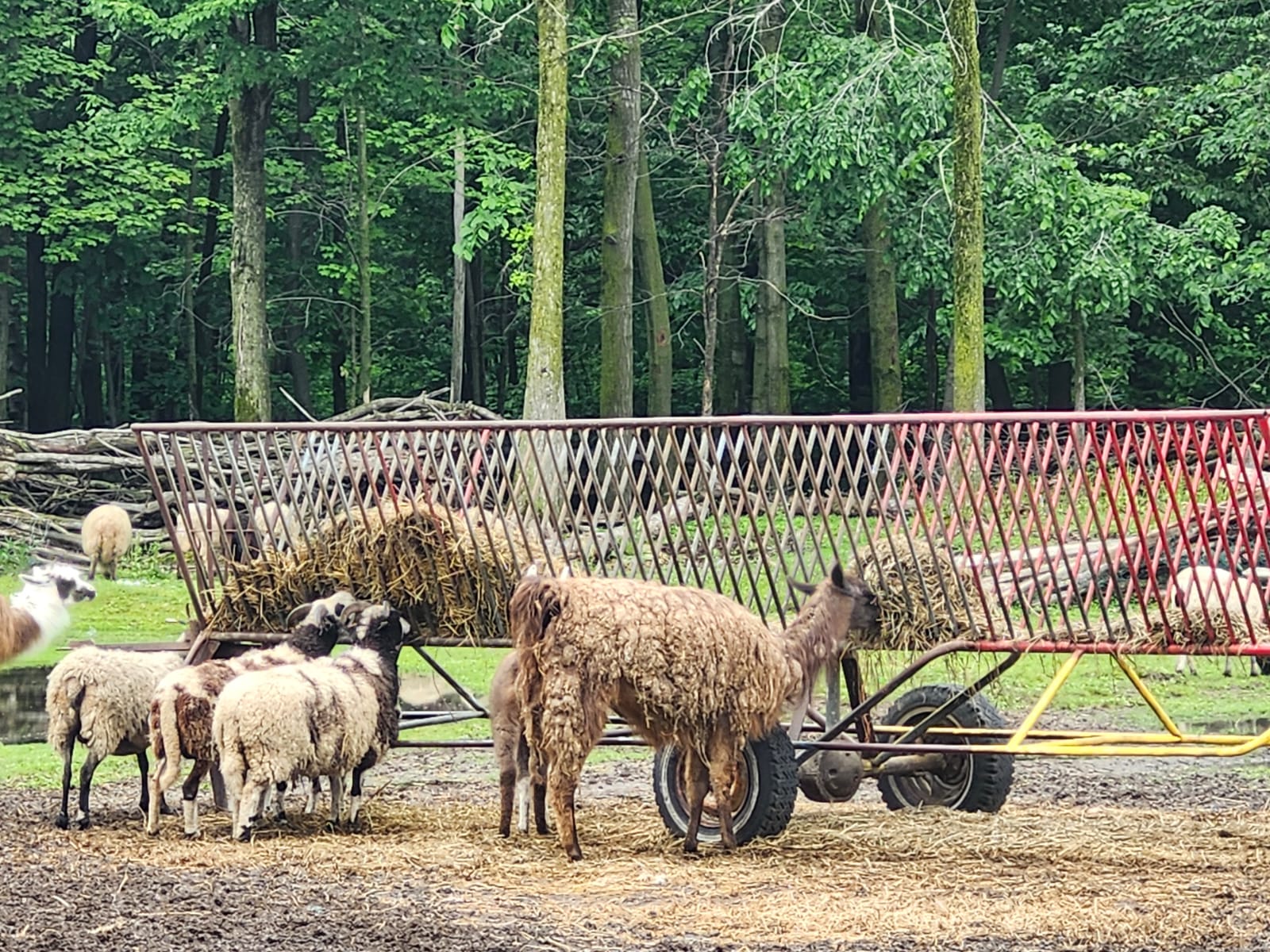 Sheep and llamas feeding on fresh hay