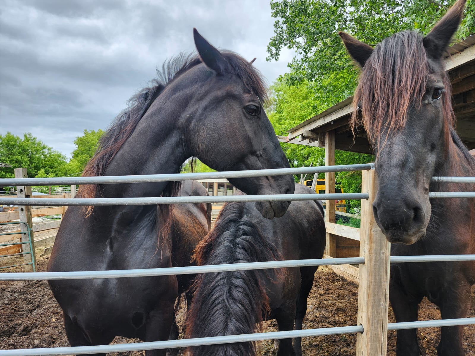 Two majestic black Friesian horses at our L'Épiphanie farm